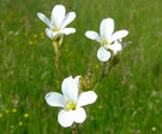 Knllchen-Steinbrech (Saxifraga granulata) kl.