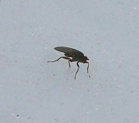 Kotfliege Crumomyia spec. Januar 2011 Winter Httenfeld 136
