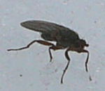 Kotfliege Crumomyia spec. kl.
