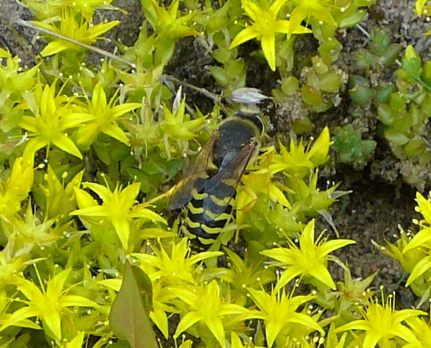 Kreiselwespe (Bembix rostrata) Grabwespe Rote Liste2 Juni 2010 Viernheimer Heide NSG Glockenbuckel 027