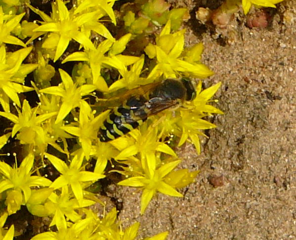 Kreiselwespe (Bembix rostrata) Grabwespe Rote Liste2 Juni 2010 Viernheimer Heide NSG Glockenbuckel 032