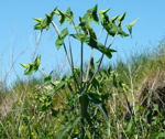 Kreuzblättrige oder Spring-Wolfsmilch (Euphorbia lathyris) kl.