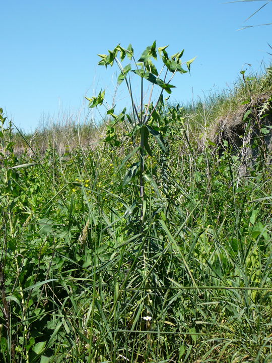 Kreuzblättrige oder Spring-Wolfsmilch (Euphorbia lathyris) Mai 09 Lorsch Weschnitzinsel Pana 065
