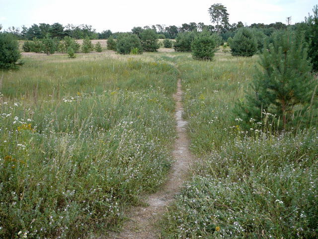 Kriechende Hauhechel (Ononis repens) Juli 2010 Radtour zu Viernheimer Glockenbuckel 080