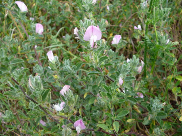 Kriechende Hauhechel (Ononis repens) Juli 2010 Radtour zu Viernheimer Glockenbuckel 086