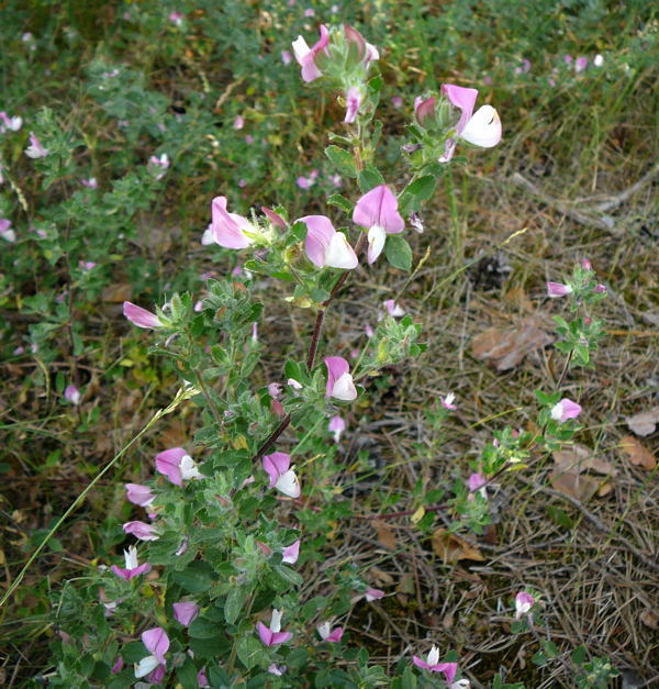 Kriechende Hauhechel (Ononis repens) Juli 2010 Radtour zu Viernheimer Glockenbuckel 113