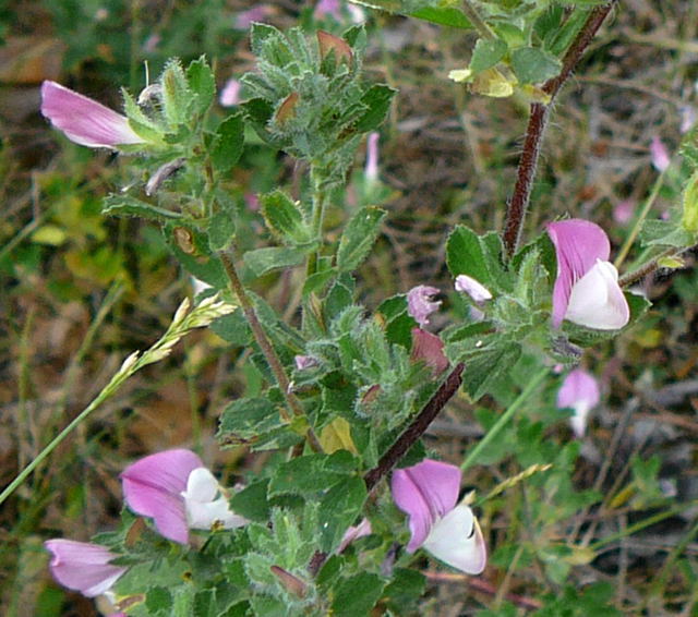 Kriechende Hauhechel (Ononis repens) Juli 2010 Radtour zu Viernheimer Glockenbuckel 113a