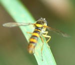 Langbauchschwebfliege kl.