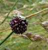 Lauchgewächse - Weinbergslauch