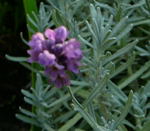 Lavendel Lavandula angustifolia kl.