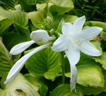 Lilien-Funkie Hosta plantaginea 'Grandiflora'  kl.
