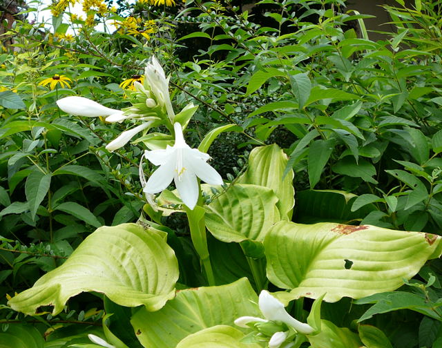 Lilien-Funkie Hosta plantaginea 'Grandiflora'  Aug 2009 Htt 005