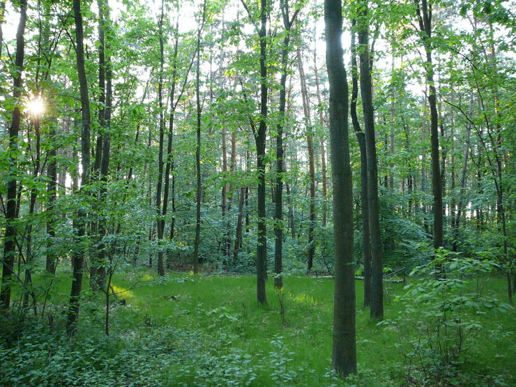 Lorscher Wald Mai 2008