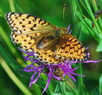 Magerrasen-Perlmutterfalter (Boloria dia) kl.