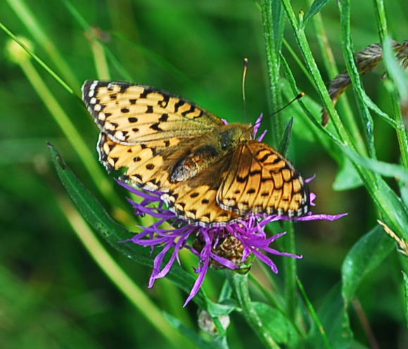 Magerrasen-Perlmutterfalter (Boloria dia) Urlaub 2009 Nikon Schwarzes Moor u.Hohe Rhn 103