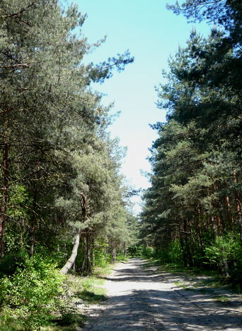 Mai 2008 Eigenbrodschn. Ausritt 3 Htt-Neuschloss-Viernheimer Heide 099