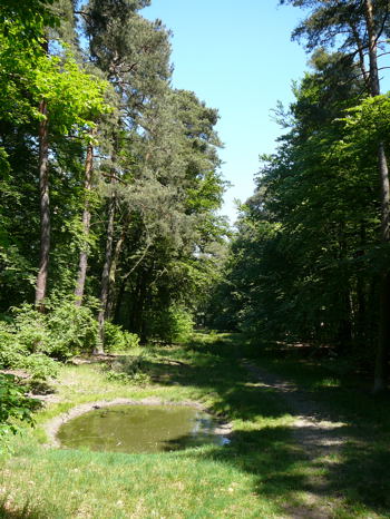 Mai 2008 Eigenbrodschn. Ausritt 3 Htt-Neuschloss-Viernheimer Heide 101