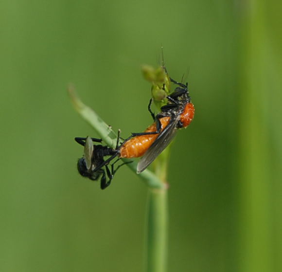 Mrzfliege (Bibio hortulans) Nikon Schmetterlinge u. Insekten Brachstck Richtung Lorsch 065