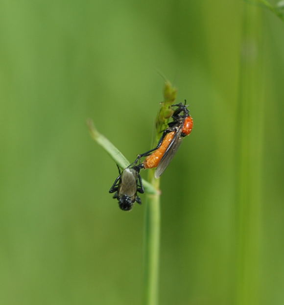 Mrzfliege (Bibio hortulans) Nikon Schmetterlinge u. Insekten Brachstck Richtung Lorsch 066