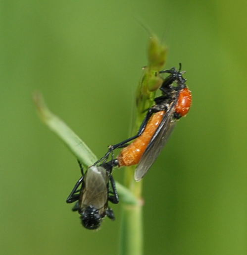 Mrzfliege (Bibio hortulans) Nikon Schmetterlinge u. Insekten Brachstck Richtung Lorsch 066a