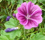 Mauretanische Malve (Malva sylvestris ssp. mauritania) kl.