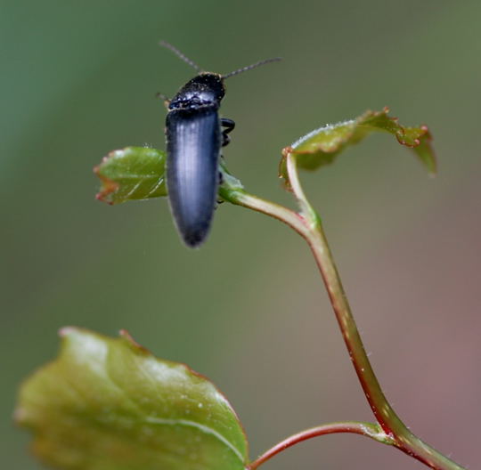 Metallglnzender Rindenschnellkfer (Ctenicera pectinicornis) Mai 09 Wildblumen & Insekten Viernheimer Wald-Mlldeponie 060