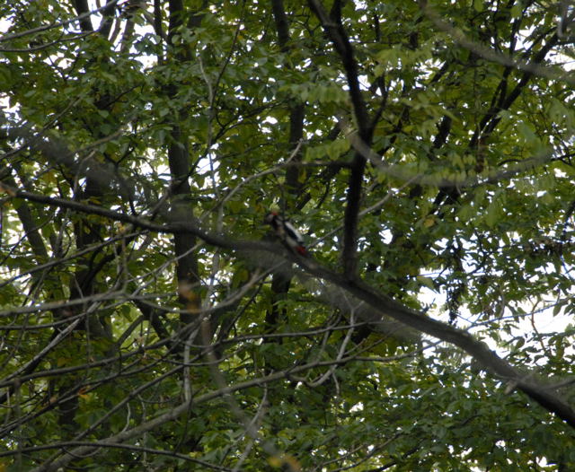 Mittelspecht Picoides medius Okt 2010 NSG Biedensand LA NIKON 074