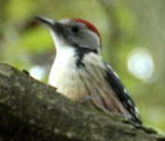 Mittelspecht Picoides medius kl.