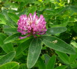 Mittlerer Klee (Trifolium medium)  kl.