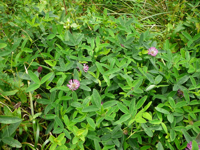 Mittlerer Klee (Trifolium medium) Urlaub 2009 Wasserkuppe-Rhn 050