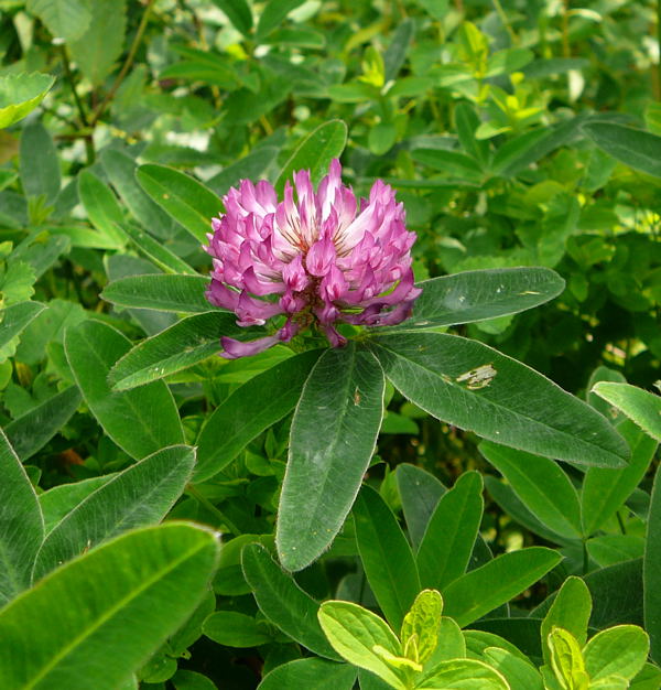 Mittlerer Klee (Trifolium medium)  Urlaub 2009 Wasserkuppe-Rhn 051