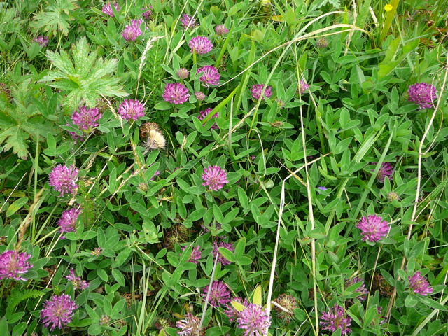 Mittlerer Klee (Trifolium medium)  Urlaub 2009 Wasserkuppe-Rhn 056