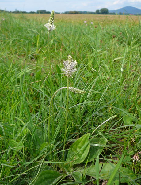 Mittlerer Wegerich Plantago media August 2008 Wildblumen Huett-Lorsch 056