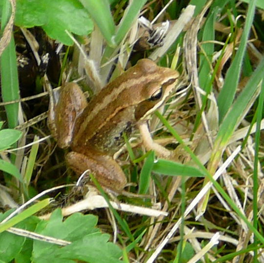 Moorfrosch (Rana arvalis) 12.8.08_Priepert 048