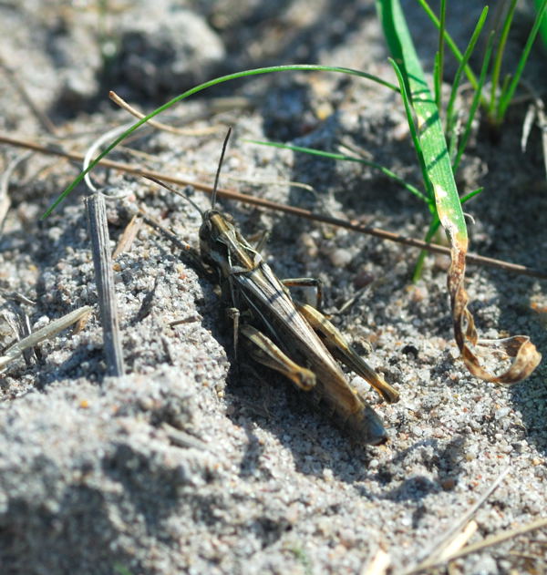 Nachtigall-Grashpfer (Chorthippus biguttulus) Sep 2009 Htt. an A67 und Dnen NIKON 033