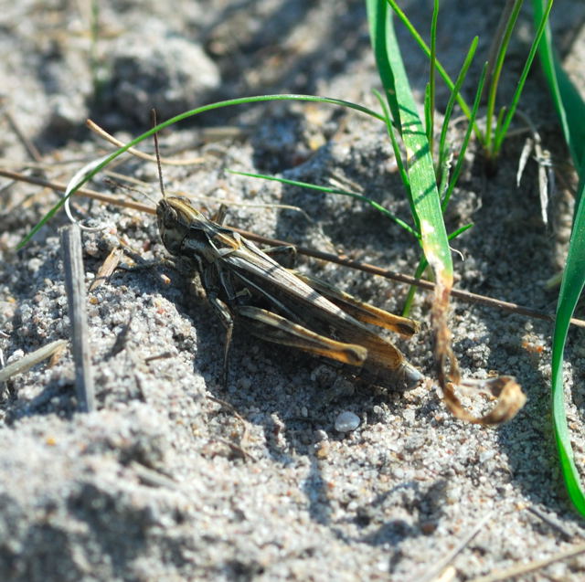 Nachtigall-Grashpfer (Chorthippus biguttulus) Sep 2009 Htt. an A67 und Dnen NIKON 034