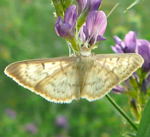 Nesselznsler, Pleuroptya ruralis kl.