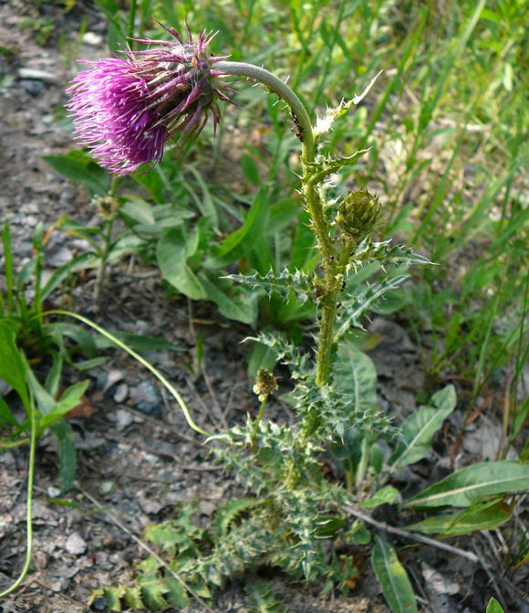 Nickende Distel (Carduus nutans) Juni 2011 Mannheim Blumen und Httenfeld Insekten 023