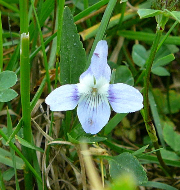 Niederes Veilchen Viola pumina Mai 2011 Biedensand Veilchen und Insekten 035