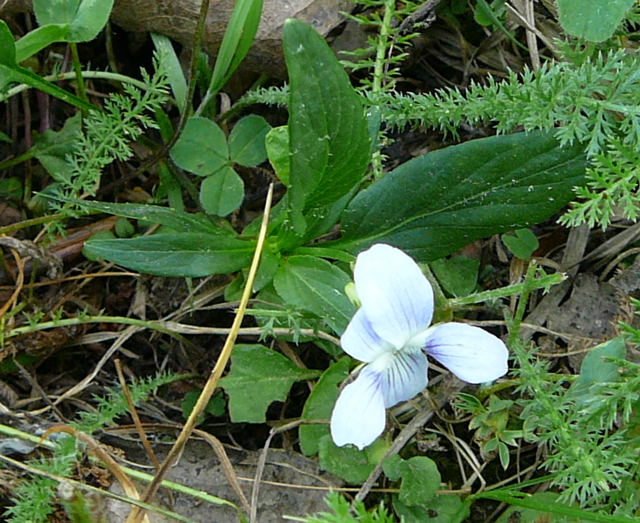 Niederes Veilchen Viola pumina Mai 2011 Biedensand Veilchen und Insekten 036