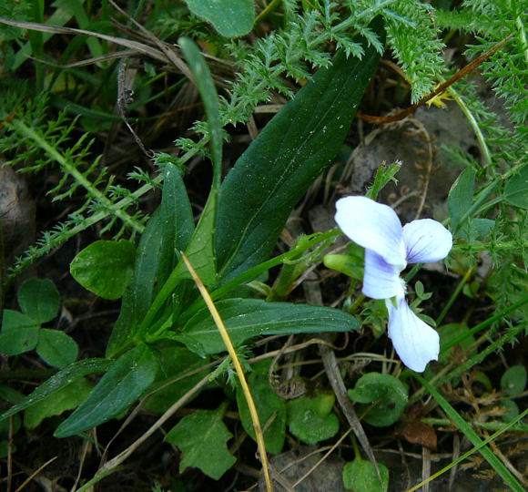 Niederes Veilchen Viola pumina Mai 2011 Biedensand Veilchen und Insekten 037