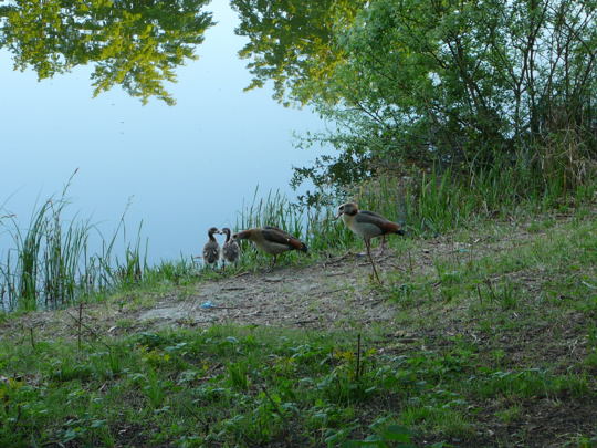 Nilgans Mai 2008 Ausritt 2 Htt-Lorscher Wald-See-Seefeld 069