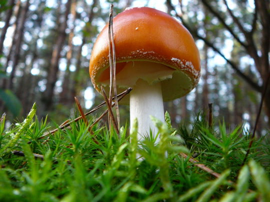 Okt 2008 Herbstwald Wildbahn&Viernheimer Heide 025