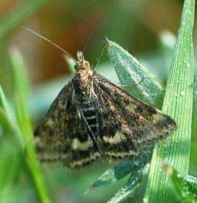 Olivbrauner Znsler, Pyrausta despicata Mai 09 Wildblumen & Ins