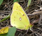 Postillon (Colias croceus)  kl.1