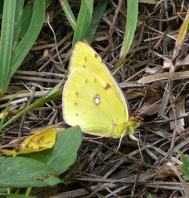 Postillon (Colias croceus)  Aug 2009 Httenfeld Graben Schmetterlinge 022