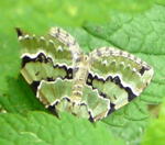 Prachtgrne Bindenspanner (Colostygia pectinataria) kl.