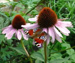 Purpur-Sonnenhut Echinacea purpurea kl.