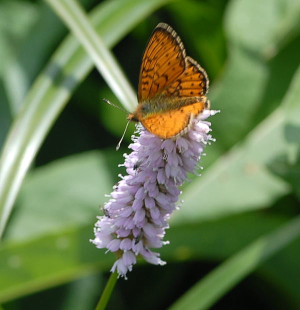 Randring-Perlmutterfalter (Boloria oder Proclossiana eunomia) Falter 2 Juni 09 Hoher Vogelsberg... 163