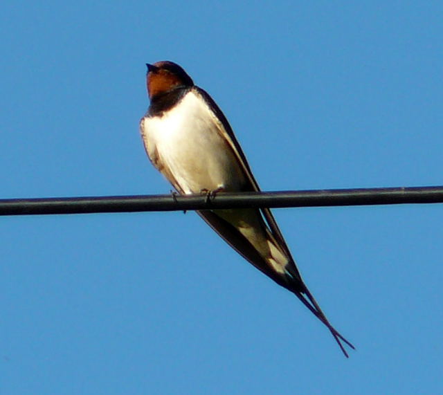 Rauchschwalbe (Hirundo rustica) Juni 2010 Hungen NSG u. Ober-Ohmen Wiese 137 Rauchschwalbe (Hirundo rustica) Juni 2010 Hungen NSG u. Ober-Ohmen Wiese 137